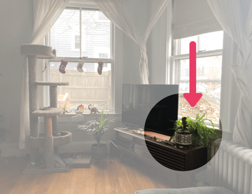 Boston Fern